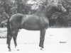 stallion Mambo (Hanoverian, 1981, from Maat II)