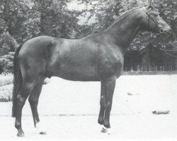 stallion Mambo (Hanoverian, 1981, from Maat II)