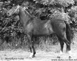 stallion Quomiam II (Czech Warmblood, 1976, from Quoniam II-A)