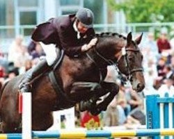 stallion Quidam (Czech Warmblood, 1997, from Quomiam II)