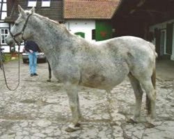 broodmare Paloma (Hanoverian, 1984, from Picard)