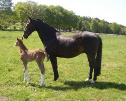 broodmare Calmia (Hanoverian, 1989, from Calypso II)