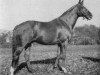 stallion Liberal xx (Thoroughbred, 1945, from Téléférique xx)
