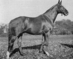 stallion Liberal xx (Thoroughbred, 1945, from Téléférique xx)