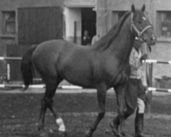 stallion Corvet xx (Thoroughbred, 1963, from Liberal xx)