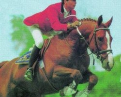 Deckhengst Donbito van de Helle (Belgisches Warmblut, 1980, von Goldspring de Lauzelle)