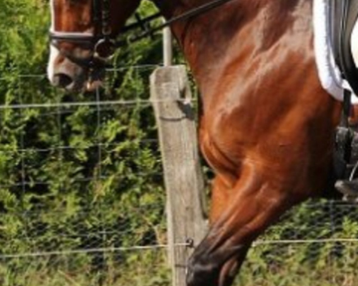 horse Hey Du 2 (Trakehner, 1996, from Atlas I)