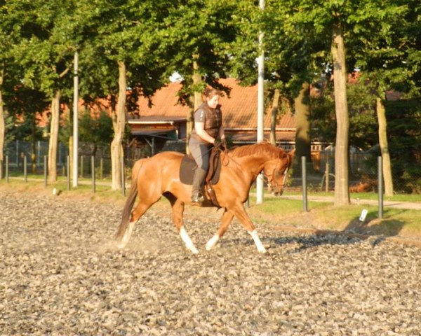 Pferd Kope (Ungarisches Warmblut, 2008, von Hiton Himfy)