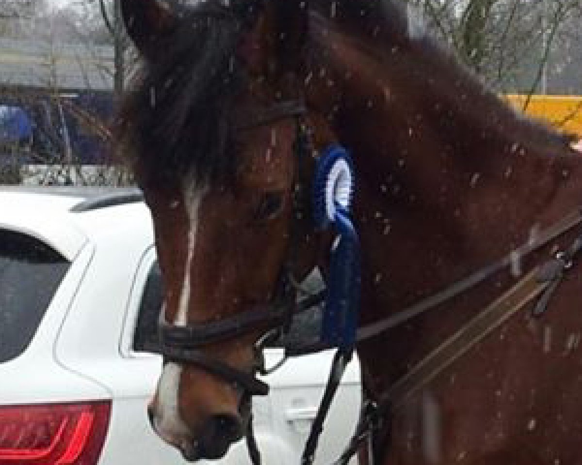 stallion Chitaro (Holsteiner, 2005, from Carinjo)