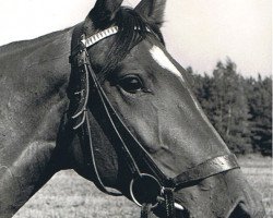 broodmare Isolde 6549 (unknown, 1968, from Ipikur)