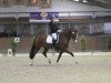 dressage horse Filia Grandiosa (Westphalian, 2007, from Fürst Grandios)