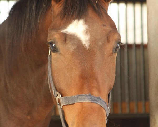 dressage horse Sergeant Singh (Westphalian, 2009, from Spielberg)