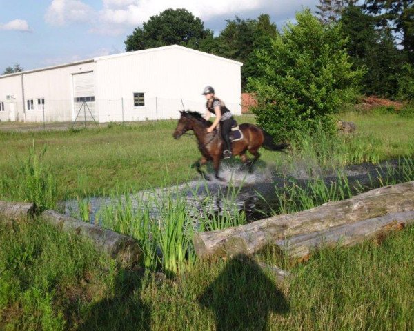 horse Fee (German Riding Pony, 1991, from Magister)