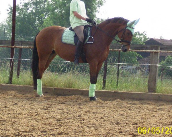 horse Fedora 26 (Westphalian, 2002, from Fridolin Oho)