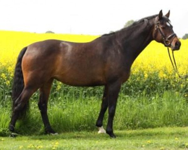 broodmare Capronia (Holsteiner, 2005, from Caproni)