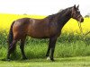 broodmare Capronia (Holsteiner, 2005, from Caproni)