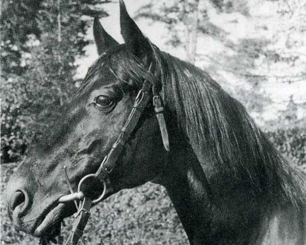 stallion Micipsa xx (Thoroughbred, 1940, from Tourbillon xx)
