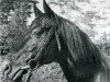 stallion Micipsa xx (Thoroughbred, 1940, from Tourbillon xx)