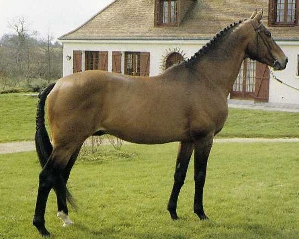 stallion Calice II x (Anglo-Arabs, 1971, from Thalian AA)