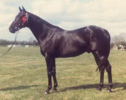 stallion Celtic Ballad xx (Thoroughbred, 1974, from Mcgredy xx)