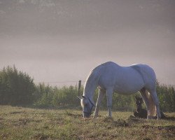 broodmare Pamela II (Oldenburg, 1982, from Inschallah AA)