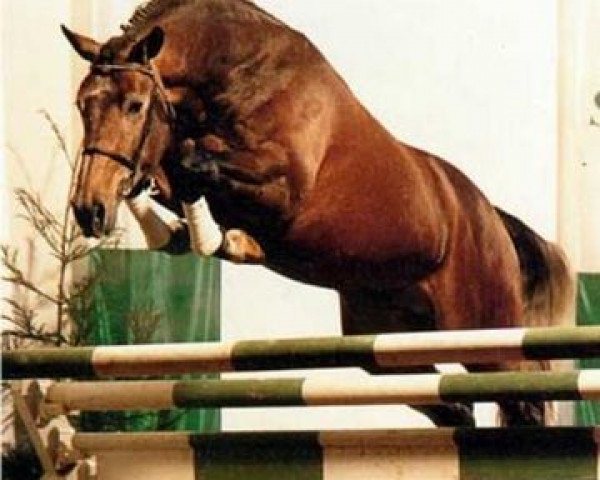 stallion Veryimportantes (Oldenburg, 1986, from Veritas AA)
