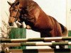 stallion Veryimportantes (Oldenburg, 1986, from Veritas AA)