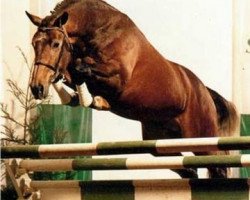 stallion Veryimportantes (Oldenburg, 1986, from Veritas AA)