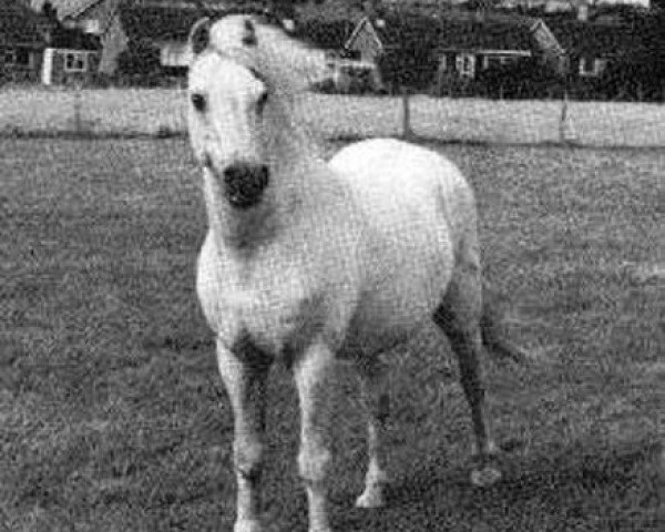 Deckhengst Rhyd-Y-Felin Selwyn (Welsh Pony (Sek.B), 1956, von Coed Coch Blaen Lleuad)
