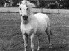 stallion Rhyd-Y-Felin Selwyn (Welsh-Pony (Section B), 1956, from Coed Coch Blaen Lleuad)