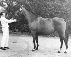 broodmare Lolita du Calvados (Selle Français, 1977, from Cafe Creme)