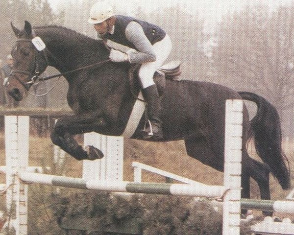 stallion Flambeau (Hanoverian, 1985, from Furioso II)
