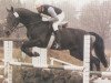 stallion Flambeau (Hanoverian, 1985, from Furioso II)
