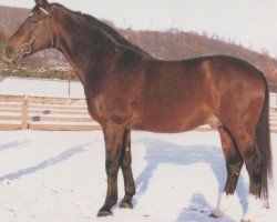 Deckhengst Luetzow (Hessisches Warmblut, 1961, von Lugano I 3963)