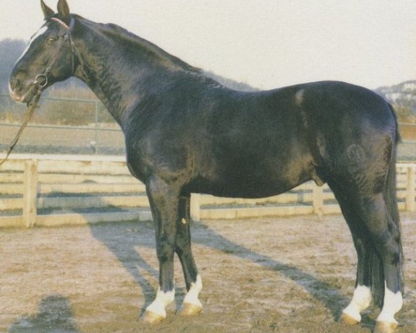 stallion Loetzen (Hessian Warmblood, 1969, from Luetzow)