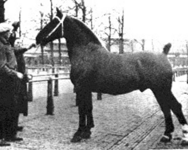 stallion Godin II (Oldenburg, 1937, from Godin 3555)