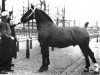 stallion Godin II (Oldenburg, 1937, from Godin 3555)