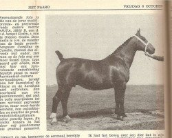 broodmare Anita (KWPN (Royal Dutch Sporthorse),  , from Godin II)