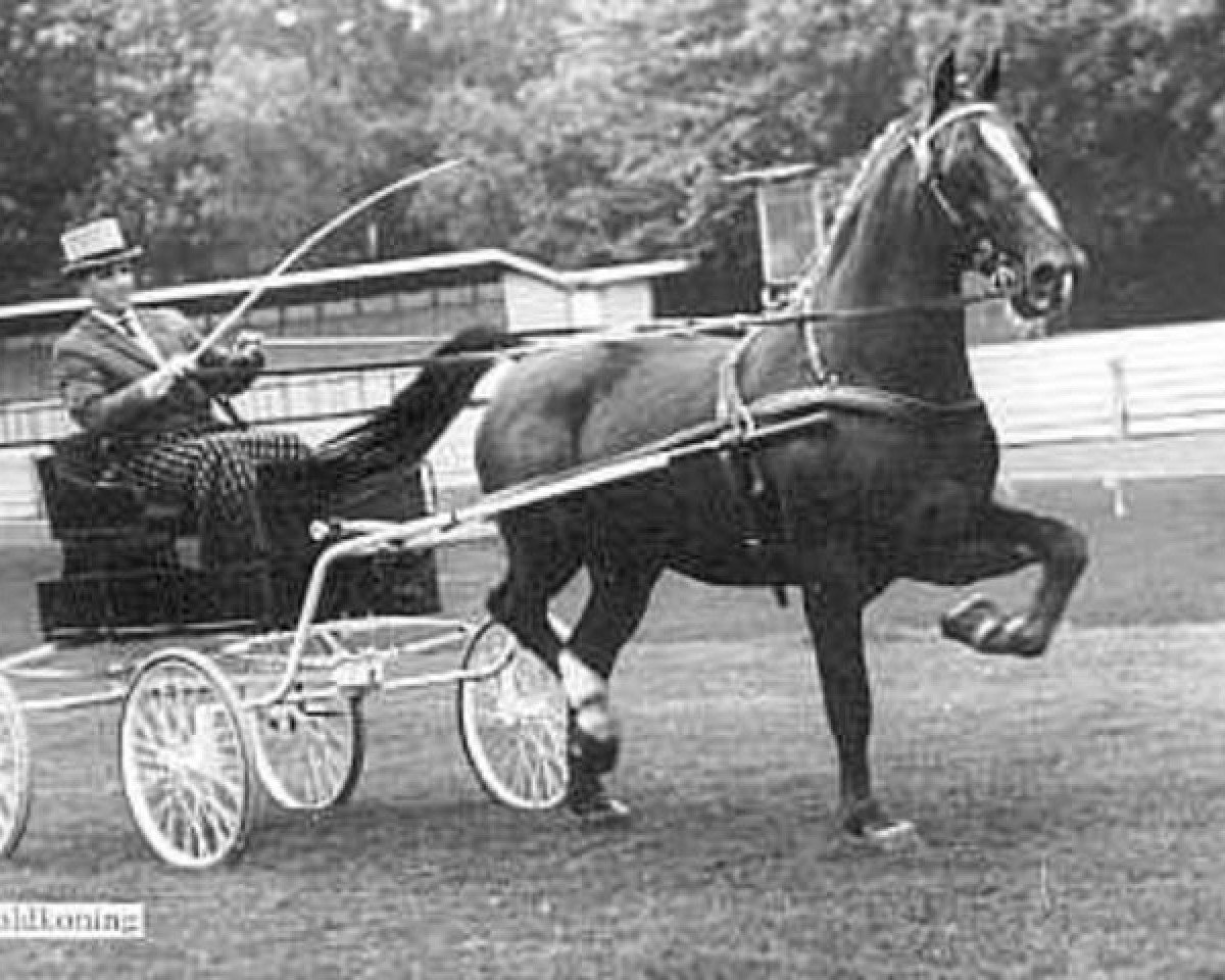 stallion Woldkoning (Groningen, 1961, from Camillo)