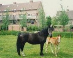 broodmare Lina (Groningen, 1970, from Woldkoning)