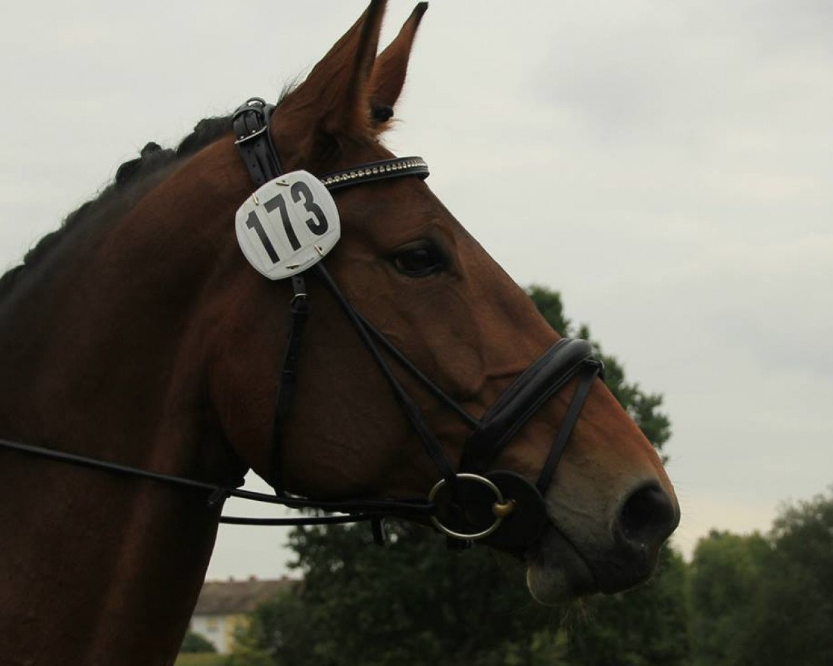 jumper Karla Kolumna J (Westphalian, 2009, from Kulmann)