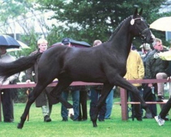 stallion Nobleman (Hanoverian, 1999, from Natiello xx)