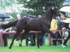 stallion Nobleman (Hanoverian, 1999, from Natiello xx)