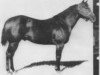 stallion Mr. Bar None (Quarter Horse, 1955, from Three Bars xx)