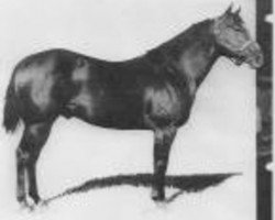 Deckhengst Mr. Bar None (Quarter Horse, 1955, von Three Bars xx)