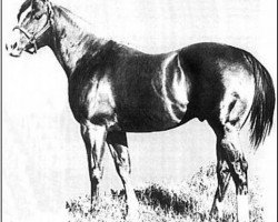 Deckhengst Win Or Lose (Quarter Horse, 1960, von Mr. Bar None)