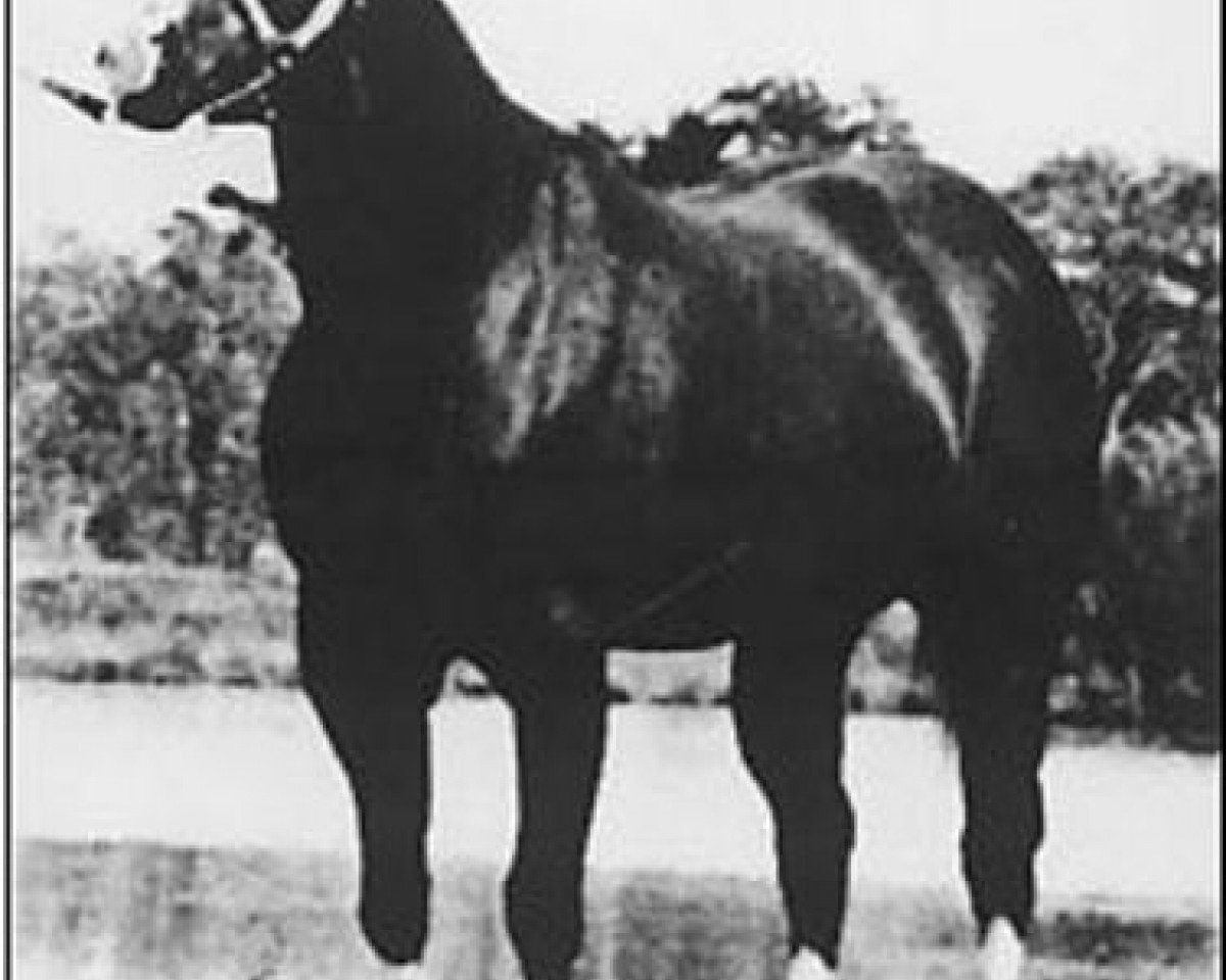 stallion Sonny Dee Bar (Quarter Horse, 1965, from Win Or Lose)