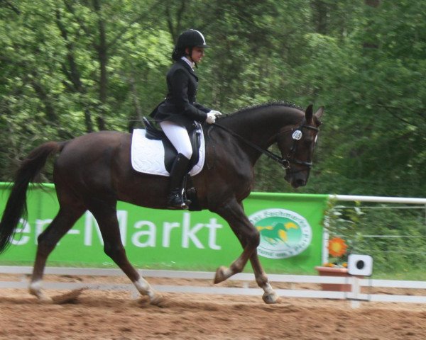 horse Majestoso 13 (Zweibrücken, 2005, from Rádiháza Martalóc-5)