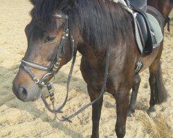 dressage horse Valentino Boy (German Riding Pony, 2005, from Vincent)