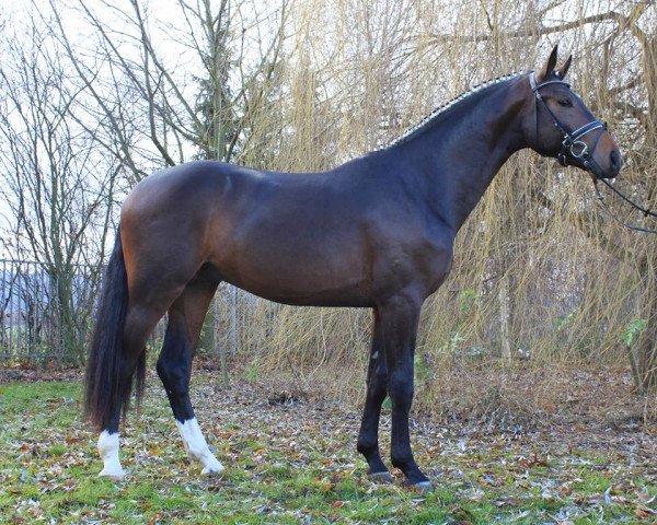 stallion Lockstedter Esc (Oldenburg, 2011, from Lord Pezi)